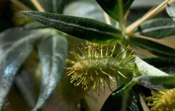 Planta Abrojillo: Todos sus Beneficios para la Salud Humana 10 Planta Abrojillo