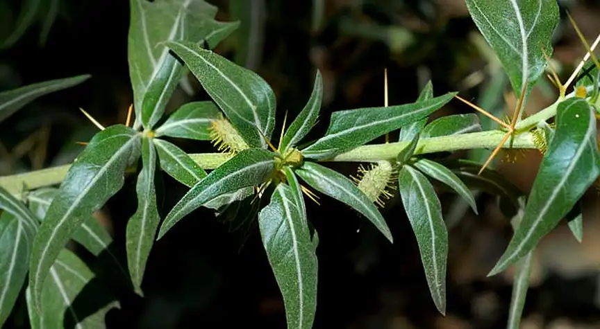 Planta Abrojillo