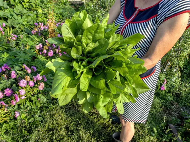 Planta Acedera: Todos sus Beneficios Medicinales Ancestrales 8 Planta Acedera