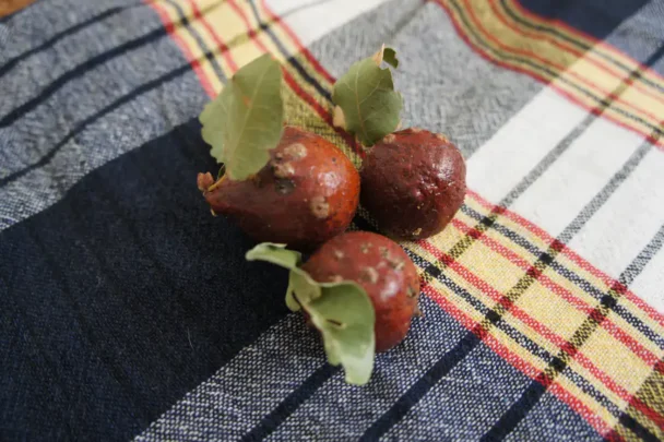 Planta Agalla: Cómo usar sus frutos para la salud humana 2 Planta Agalla