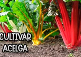 beneficios de la acelga