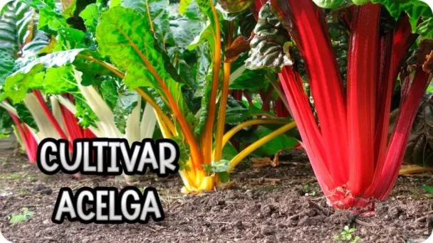 Planta Acelga: Un Súper Alimento para la Salud Diaria 4 beneficios de la acelga