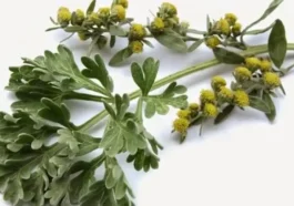 planta ajenjo medicina natural