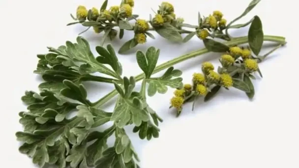 Beneficios de la planta Ajenjo para la salud 1 planta ajenjo medicina natural